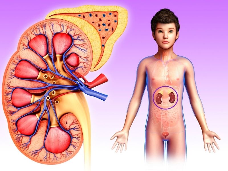 adrenal-adenom